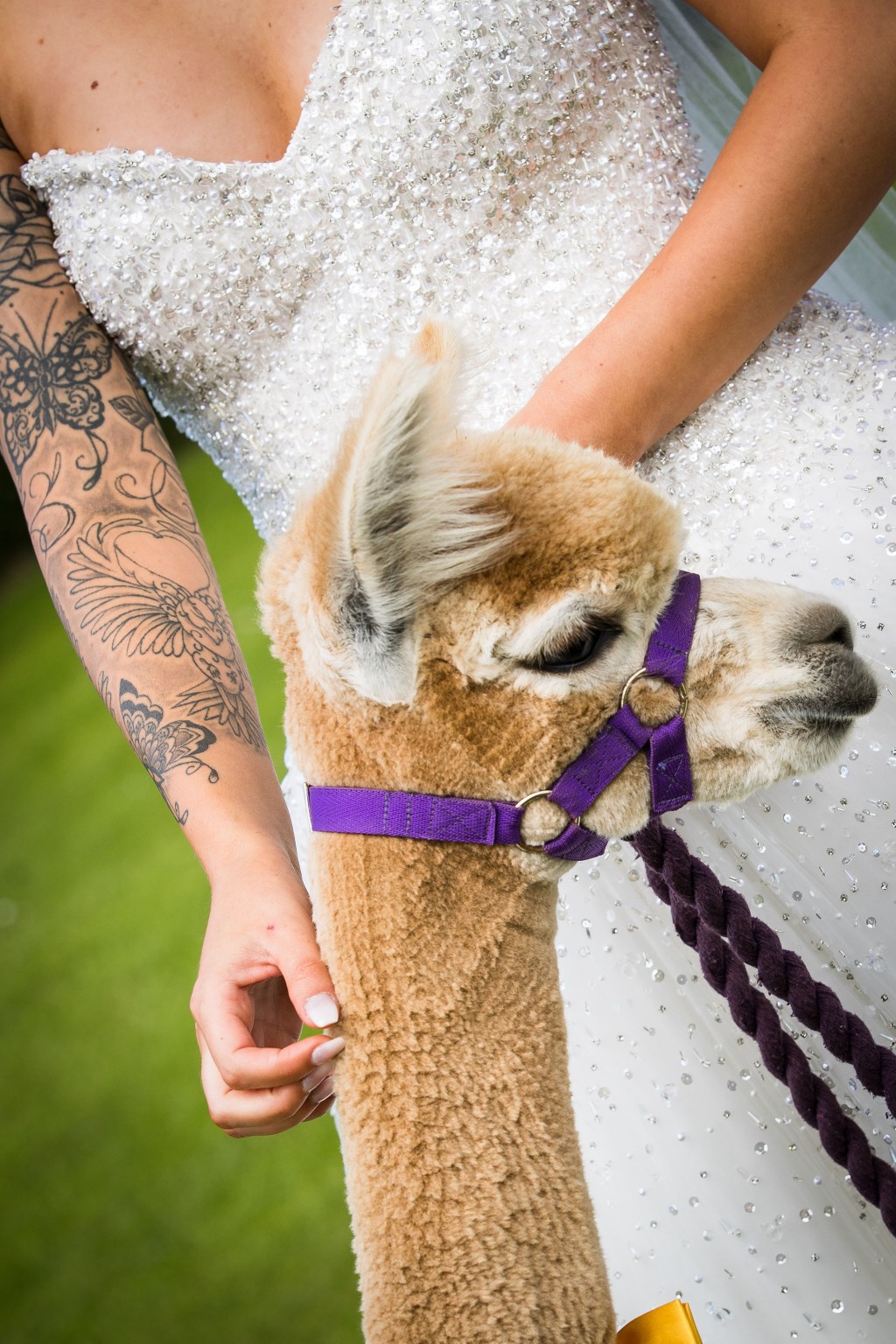 Harriet&Rhys Wedding - alternative wedding with alpacas