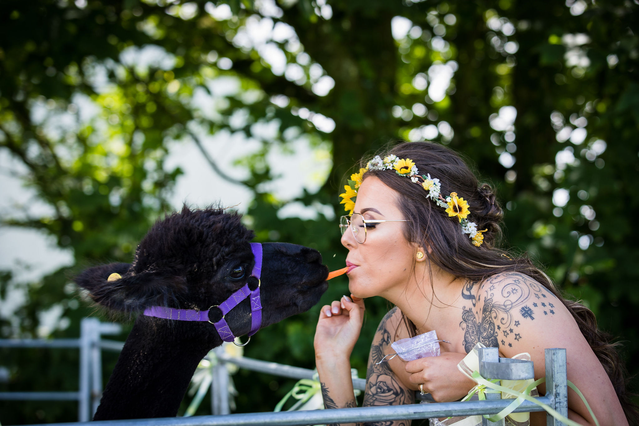 Harriet&Rhys Wedding - Magical sunflower wedding - wedding alpacas with bride
