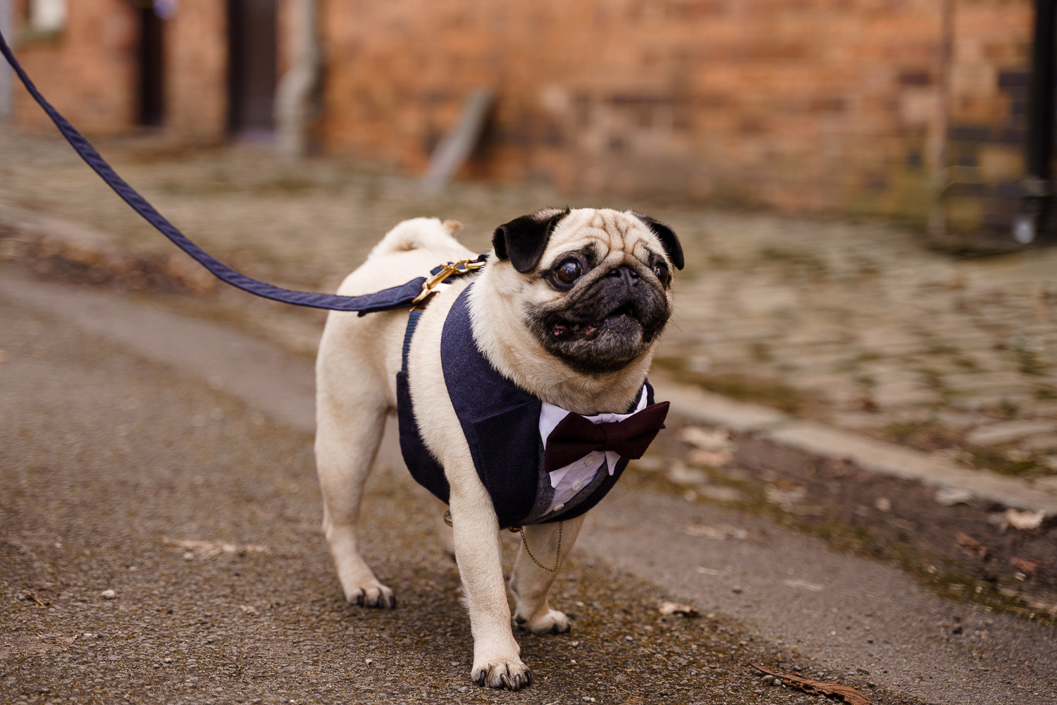dog friendly wedding- dogs at weddings- katherine and her camera- dog wedding accessories-unconventional wedding- wedding planning advice- pets at weddings- pug in tuxedo