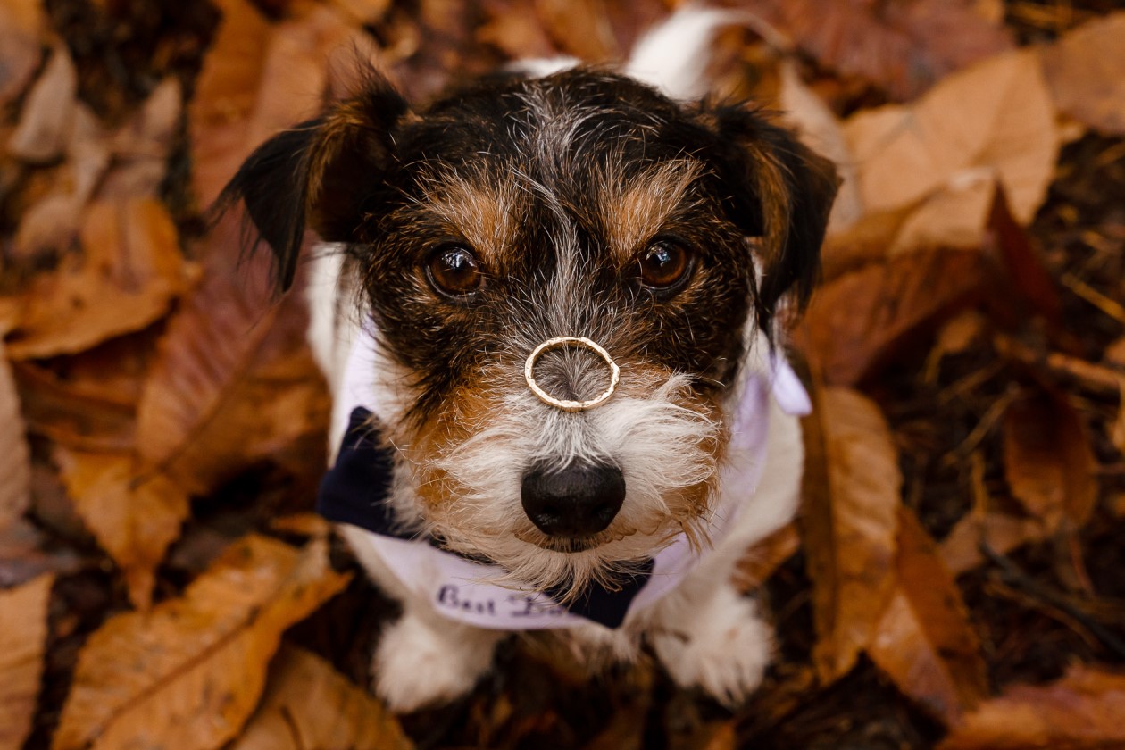 dog friendly wedding- dogs at weddings- katherine and her camera- dog wedding accessories-unconventional wedding- wedding planning advice- pets at weddings- ring bearing dog