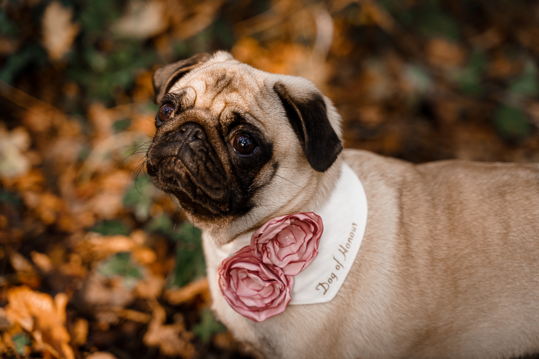 dog friendly wedding- dogs at weddings- katherine and her camera- dog wedding accessories-unconventional wedding- wedding planning advice- pets at weddings- dog of honour