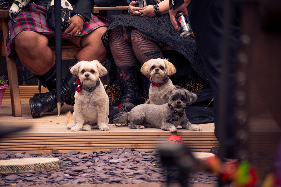 3 dogs at wedding