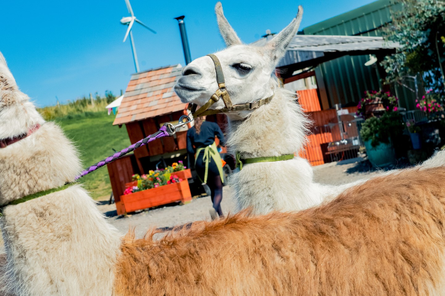 llamas at wedding - farm wedding with llamas - the wellbeing farm