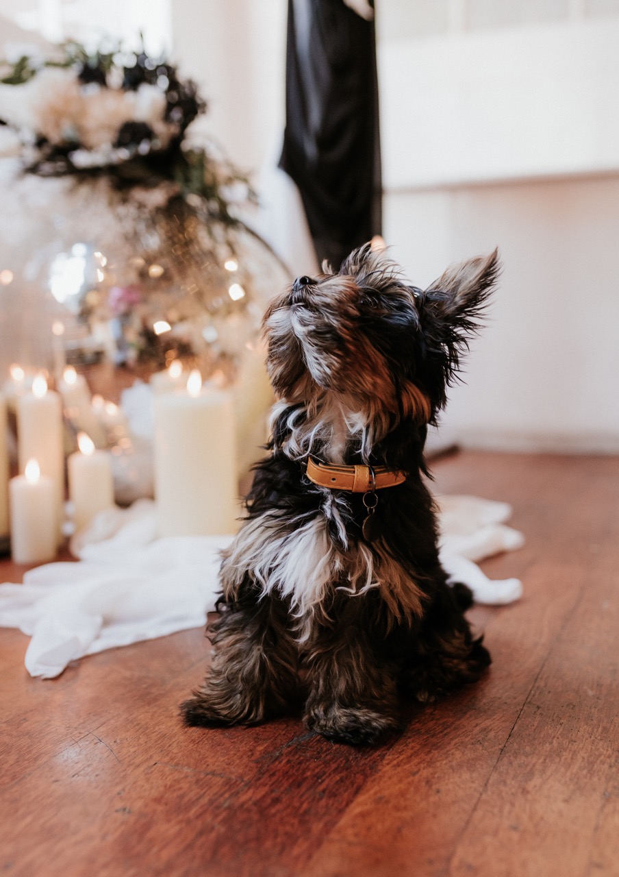 dogs at weddings - little dog at wedding ceremony