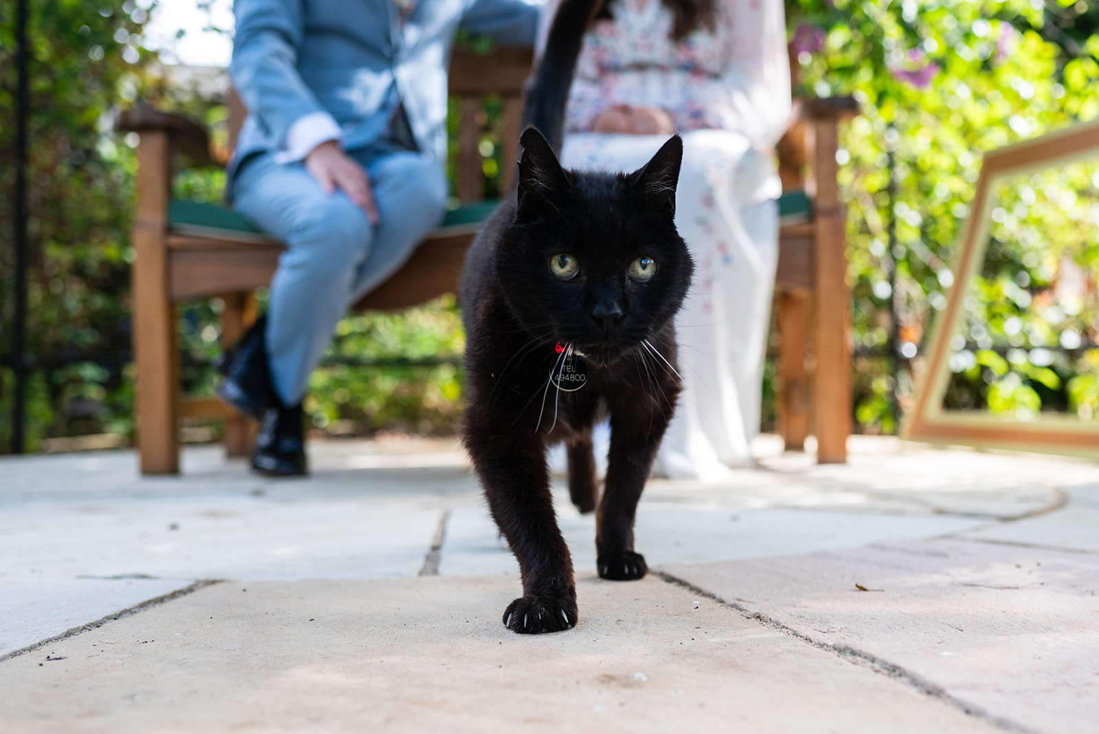 black cat pictured walking on a wedding day in the gardens