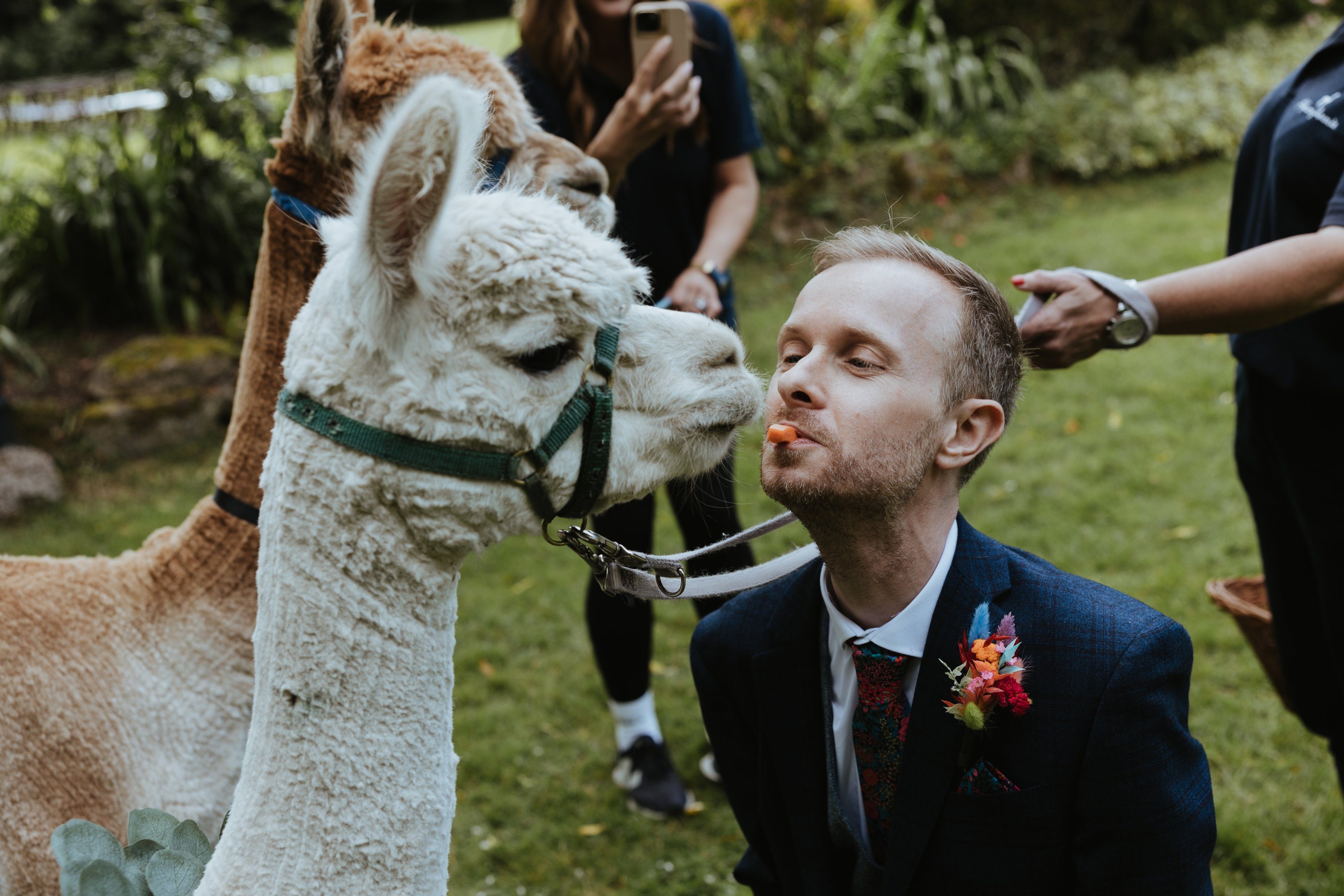 fun wedding photo of groom feeding alpacas at outdoor wedding