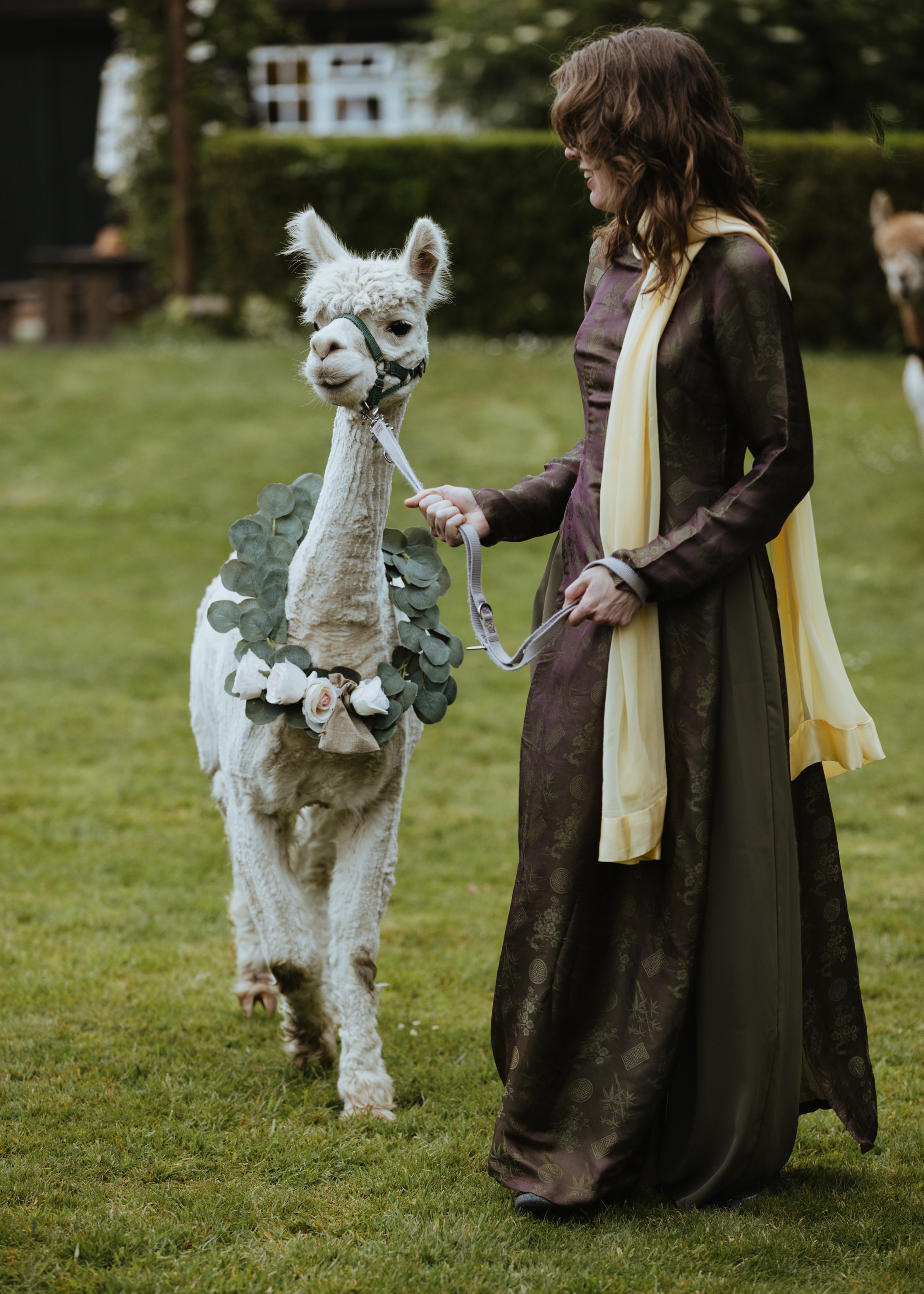 alpaca walking down the aisle at outdoor wedding