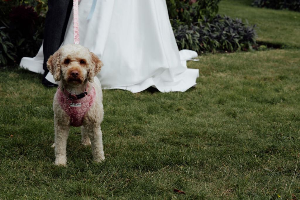 dog wedding portrait