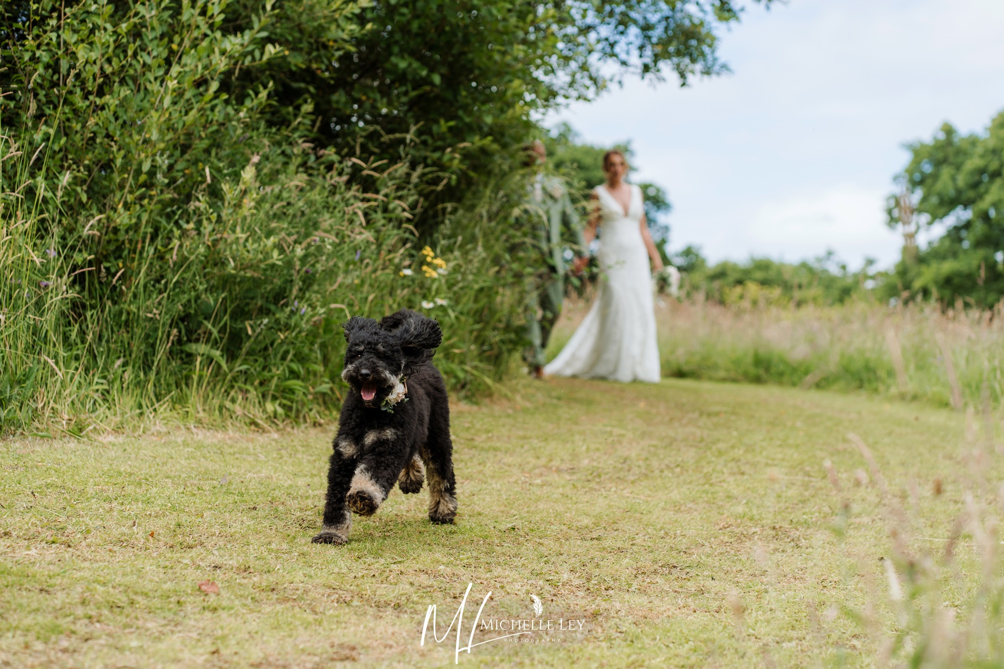 Dog Friendly Venue - Dog with Bride
